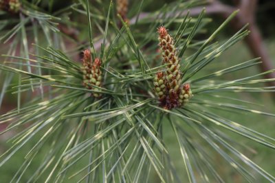 Pinus densiflora 'Oculus draconis' - borovice hustokvětá - jarní výhony